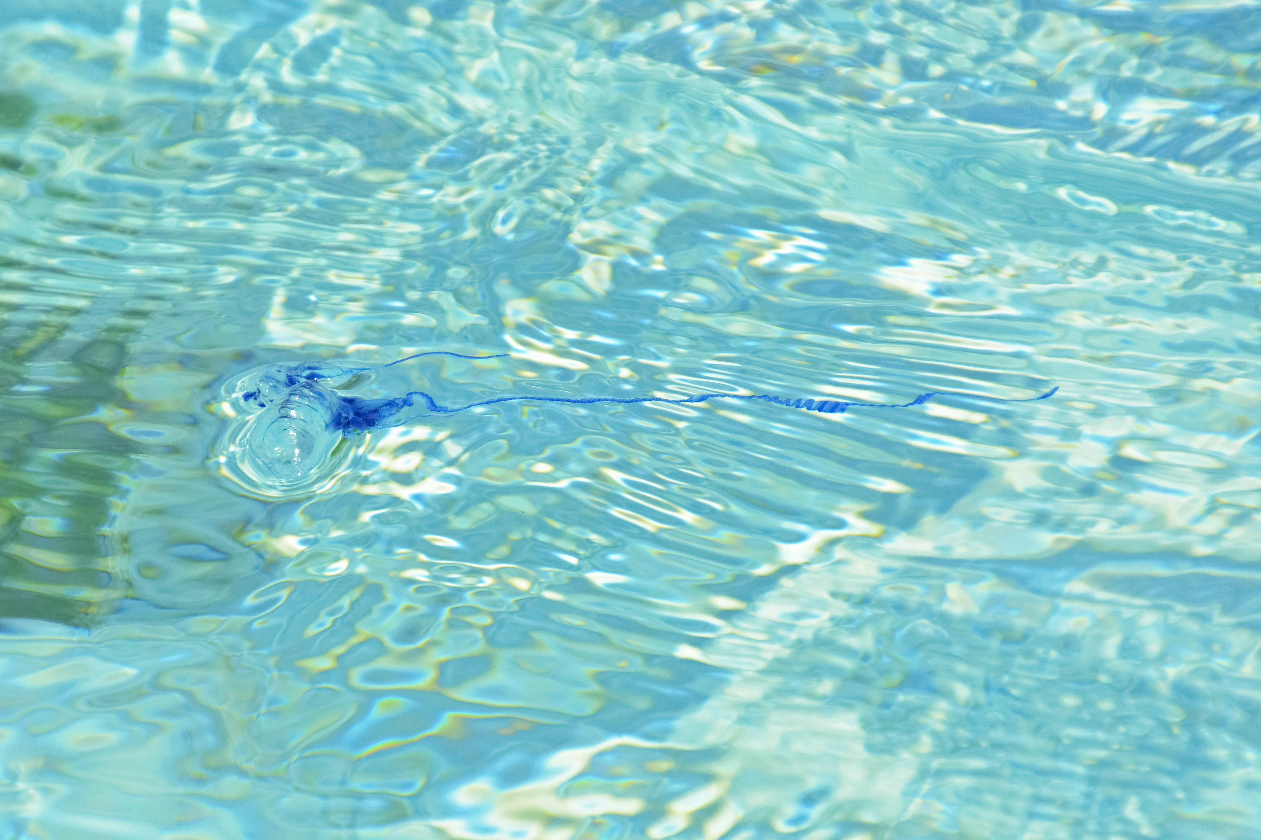 blue and green water drop